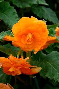 oranžs Telpaugi Begonija Zieds (Begonia) foto