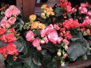 розов Стайни растения Бегония Цвете (Begonia) снимка