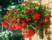sarkans Telpaugi Begonija Zieds (Begonia) foto