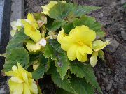 Begonia amarillo Flor