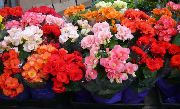 lyseblå Indendørs planter Begonia Blomst foto