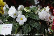бял Стайни растения Бегония Цвете (Begonia) снимка