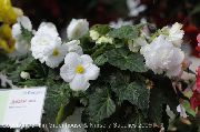 hvid Indendørs planter Begonia Blomst foto