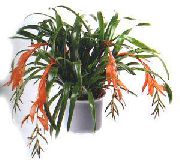 қызғылт Үй Өсімдіктер Bilybergiya Гүл (Billbergia) фото
