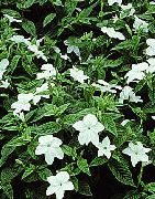ホワイト 屋内植物 Browallia フラワー  フォト