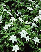 Броваллаия Бровалия красивая - Browallia speciosa