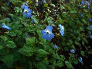 šviesiai mėlynas Vidinis augalai Browallia žiedas  nuotrauka