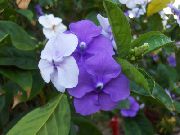 昨天 - 今天 - 明天Brunfelsia， 紫丁香 花