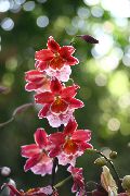 червен Стайни растения Vuylstekeara-Cambria Цвете  снимка