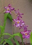 Vuylstekeara-Cambria vijolična Cvet