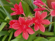 sārts Telpaugi Vallota Zieds (Vallota (Cyrtanthus)) foto