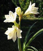 Vallota bijela Cvijet