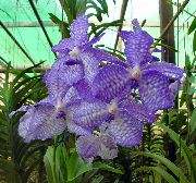 luz azul Plantas de interior Vanda Flor  foto