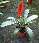 sarkans Telpaugi Vriesea Zieds  foto