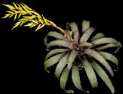 dzeltens Telpaugi Vriesea Zieds  foto