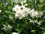 blanco Plantas de interior Cape Jasmine Flor (Gardenia) foto