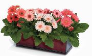 Трансвааль Daisy қызғылт Гүл