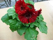 Transvaal Papatya koyu kırmızı çiçek
