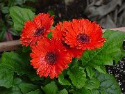 raudonas Vidinis augalai Transvalio Daisy žiedas (Gerbera) nuotrauka