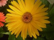 geltonas Vidinis augalai Transvalio Daisy žiedas (Gerbera) nuotrauka