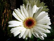 branco Plantas de interior Transvaal Daisy Flor (Gerbera) foto