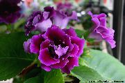 purpurs Telpaugi Sinningia (Gloksīnija) Zieds (Sinningia (Gloxinia)) foto