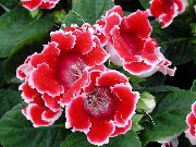 sarkans Telpaugi Sinningia (Gloksīnija) Zieds (Sinningia (Gloxinia)) foto