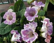 lila Kamerplanten Sinningia (Gloxinia) Bloem  foto
