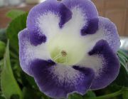 Sinningiya (Gloxinia) көктегі Гүл
