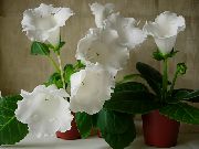balts Telpaugi Sinningia (Gloksīnija) Zieds (Sinningia (Gloxinia)) foto