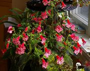sarkans Telpaugi Koks Gloksīnija Zieds (Kohleria) foto