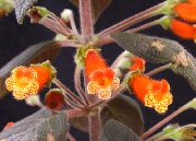 laranja Plantas de interior Tree Gloxinia Flor (Kohleria) foto