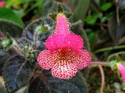 рожевий Домашні рослини Колерія Квітка (Kohleria) фото