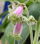бузковий Домашні рослини Колерія Квітка (Kohleria) фото