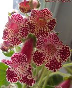 бордовий Домашні рослини Колерія Квітка (Kohleria) фото