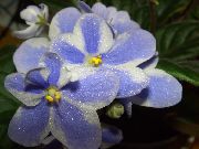блакитний Домашні рослини Сенполія (Узамбарская Фіалка) Квітка (Saintpaulia) фото