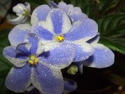 Senpoliya (Uzambarskaya Шишалары) көктегі Гүл
