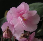 Senpoliya (Uzambarskaya Шишалары) қызғылт Гүл