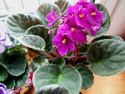 рожевий Домашні рослини Сенполія (Узамбарская Фіалка) Квітка (Saintpaulia) фото