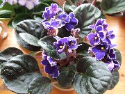 фіолетовий Домашні рослини Сенполія (Узамбарская Фіалка) Квітка (Saintpaulia) фото