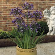 African Blue Lily roxo Flor