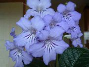 bleu ciel Plantes d'intérieur Angine Fleur (Streptocarpus) photo