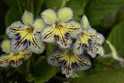 Стрептокарпус Стрептокарпус Рекса - Streptocarpus rexii