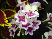 бял Стайни растения Стрептокок Цвете (Streptocarpus) снимка