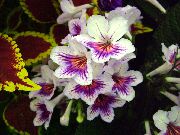 Стрептокарпус Streptocarpus Nerys & Coleus Brilliant
