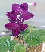 Streptokarpus күлгін Гүл