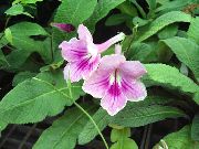 Streptokarpus жұпаргүл Гүл