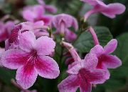 rózsaszín Szobanövények Sztreptokokkális Virág (Streptocarpus) fénykép