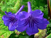 bleu Plantes d'intérieur Angine Fleur (Streptocarpus) photo