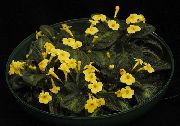 黄 室内植物 Episcia 花  照片